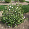 Korean Spice Viburnum (Viburnum x 'Carlesii') - 1 gallon