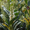 Otto Luyken Dwarf Cherry Laurel (Prunus L 'Otto Luyken') - 2 gallon 12"