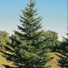 White Spruce (Picea glauca) - 6" ECO POT
