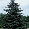 Black Hills Spruce (Picea glauca 'Densata') - 6" ECO POT