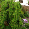 Weeping Siberian Peashrub (Caragana arborescens 'Pendula') - 3 gallon 12" HEAD