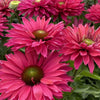 Sunseekers™ ‘Sweet Fuchsia’ Coneflower (Echinacea Sunseekers 'Sweet Fuchsia') - QT