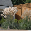 Pampas Grass (Cortaderia selloana) - QT
