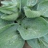 Big Daddy Plantain Lily (Hosta 'Big Daddy') - QT