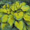 Old Glory Plantain Lily (Hosta 'Old Glory') - QT