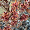 Crimson Fire Witch-hazel (Hamamelis V 'Crimson Fire') - 1 gallon TREE
