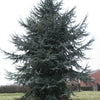 Blue Atlas Cedar (Cedrus atlantica 'Glauca') - 1 gallon