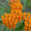 Butterfly Weed (Asclepias tuberosa) - QT