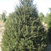 Norway Spruce (Picea abies) - 18"