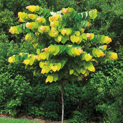 Rising Sun Redbud (Cercis canadensis 'Rising Sun') - 1 gallon 3-4' TRE ...