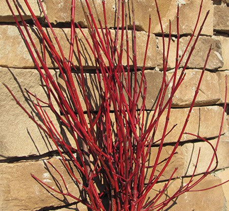 Cayenne Dogwood (CORNUS A. CAYENNE) - 3 gallon