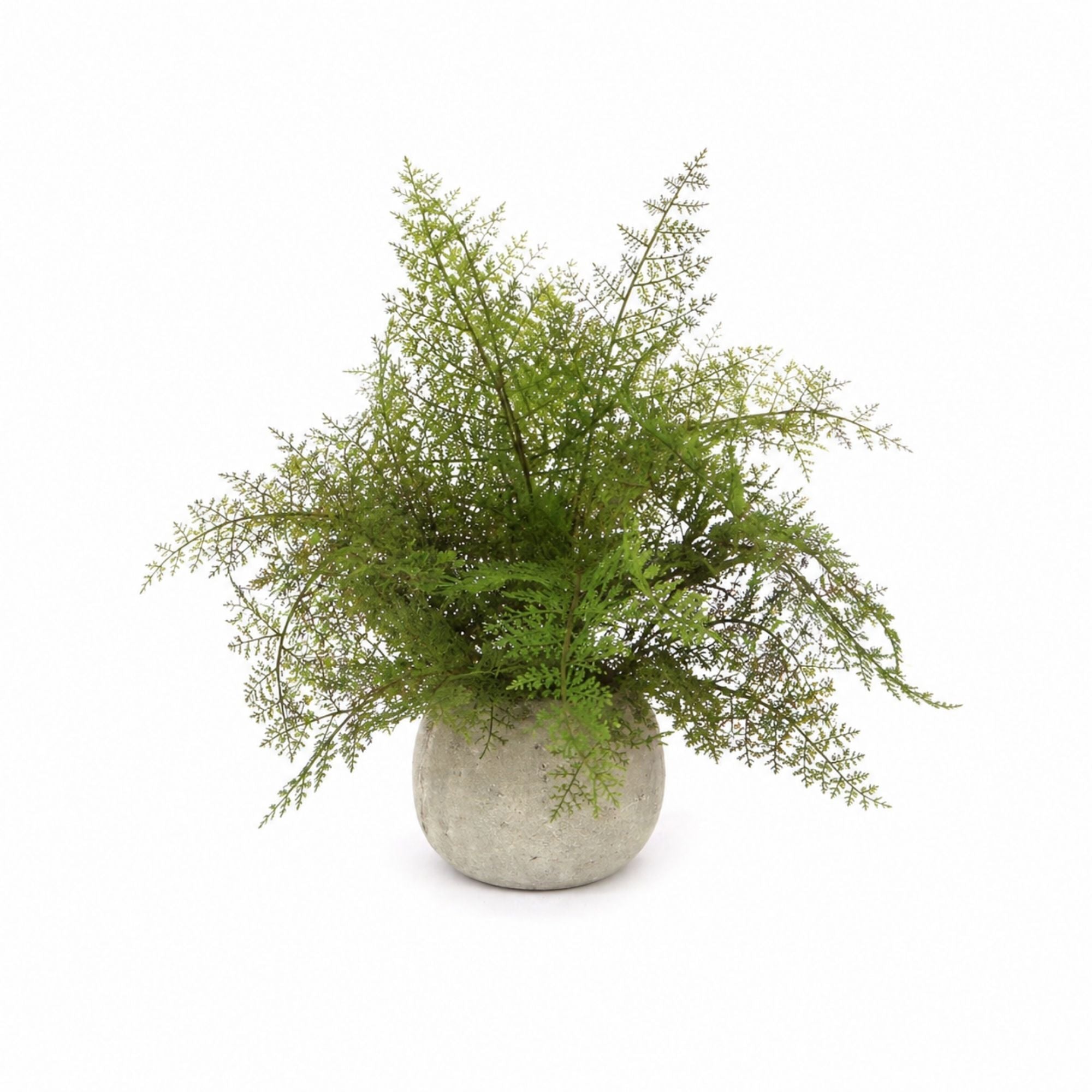 Potted Fern Plant in Grey Pot (Set of 3)