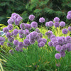 Medusa Flowering Onion (Allium medusa) - QT