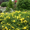 Happy Returns Daylily (Hemerocallis 'Happy Happy Returns') - QT