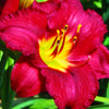 Pardon Me Daylily (Hemerocallis pardon 'Pardon Me') - QT