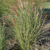 Morning Light Maiden Grass (Miscanthus sinensis 'Morning Light') - QT