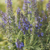 Marcus™ Meadow Sage (Salvia x 'Marcus') - QT