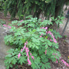 Bleeding Heart (Dicentra spectabilis) - QT