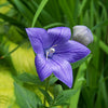 Sentimental Blue Balloon Flower (Platycodon grandiflorus 'Sentimental Blue') - QT