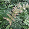 Brilliance™ Autumn Fern (Dryopteris erythrosora 'Brilliance') - QT