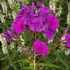 Flame™ Purple Tall Garden Phlox (Phlox paniculata 'Flame Purple') - QT