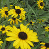Little Suzy Black-Eyed Susan (Rudbeckia fulgida 'Little Suzy') - QT
