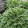 Francee Plantain Lily (Hosta francee 'Francee') - QT