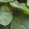 Elegans Plantain Lily (Hosta sieboldiana 'Elegans') - QT