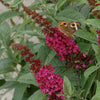 'Miss Molly' Butterfly Bush (Buddleia x 'Miss Molly') - QT