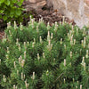 Enci Mugo Pine (Pinus mugo 'Enci') - 1 gallon 12"