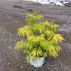 Lemony Lace® Elderberry (Sambucus lemony 'Lace') - 1 gallon