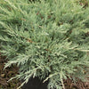 Grey Owl Juniper (Juniperus virginiana 'Grey Owl') - 1 gallon