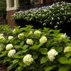 Blushing Bride® Hydrangea (Hydrangea macrophylla 'Blushing Bride') - QT
