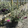 Buddleia Perfecta Trifecta (Buddleia davidii BUZZ series ‘Sky Blue’, ‘Hot Raspberry’, “ivory’) - QT