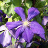 Jackmanii Clematis (Clematis jackmanii 'Jackmanii') - QT