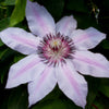 Nelly Moser Clematis (Clematis 'Nelly Moser') - QT
