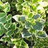Emerald Gaiety™ Euonymus (Euonymus fortunei 'Emerald Gaiety') - QT