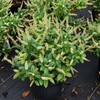 Fizzy Mizzy® Sweetspire (Itea fizzy 'Mizzy') - QT