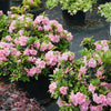 Perfecto Mundo® Double Pink Reblooming Azalea (Azalea 'Perfecto Mundo Dbl Pink') - QT