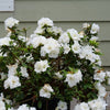 Perfecto Mundo® Double White Reblooming Azalea (Azalea 'Perfecto Mundo Dbl White') - QT