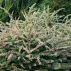 Sunjoy Sequins® Barberry (Berberis thunbergii 'Sunjoy Seguins') - QT