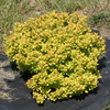 Sunjoy® Mini Saffron Barberry (Berberis thunbergii 'Sunjoy Mini Saffron') - QT