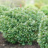 Strongbox® Inkberry holly (Ilex glabra 'Strong Box') - QT