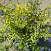 Sunshine Blue® II Bluebeard (Caryopteris sunshine 'Blue Ii') - QT