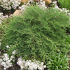 Celtic Pride® Siberian Cypress (Microbiota D 'Celtic Pride') - QT