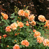 At Last® Rose (Rosa 'S At Last') - QT