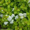 Glow Girl® Birchleaf Spirea (Spiraea BET 'Glow Girl') - QT