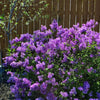 Bloomerang® Dark Purple Lilac (Syringa x 'Penda') - QT