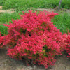 Sunjoy Neo® Barberry (Berberis thunbergii 'Sunjoy Neo') - QT