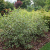 SGT. PEPPER® Tatarian dogwood (Cornus alba 'Verpaalen2' Sgt. Pepper) - QT